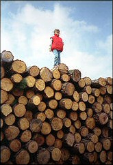 Logs.  Photo courtesy of Ard Hesselink.